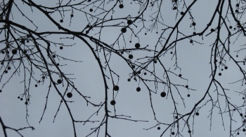 sycamore branches