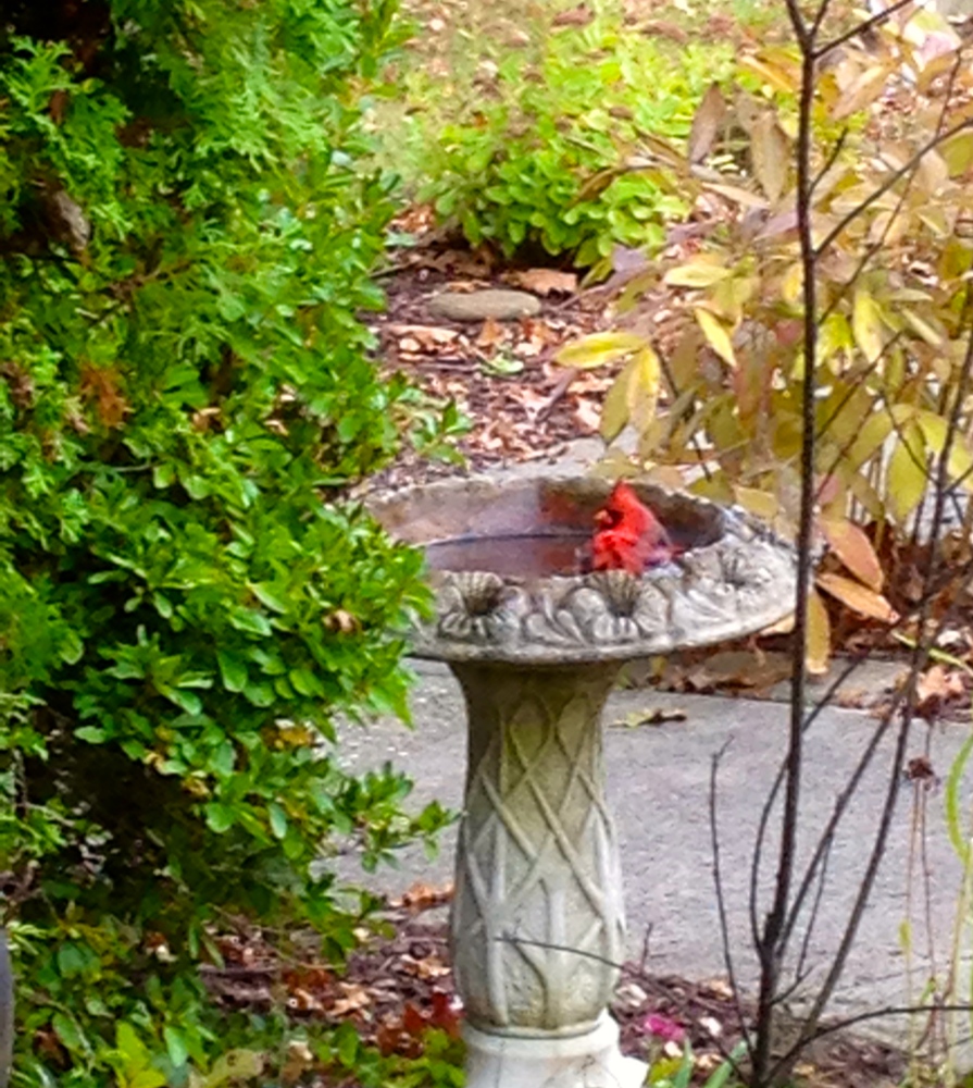 cardinal in bird bath
