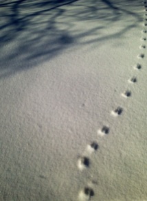deer tracks in snow