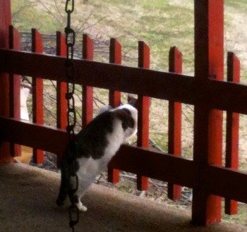 Kitty looking over back porch