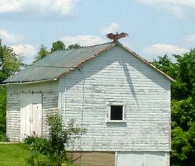 Buzzard on Barn roof