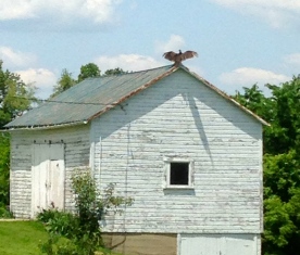 Buzzard on Barn roof