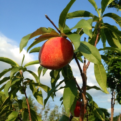 peaches at apple hill