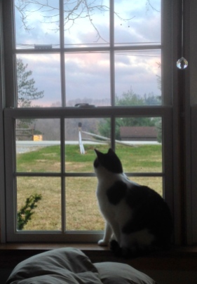 10. Cat in window misty color