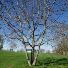 English walnut tree (Juglans regia)