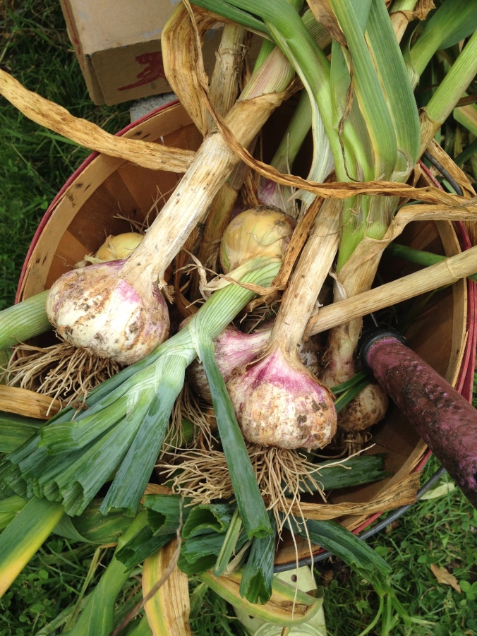 fresh garlic harvest
